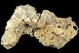Agatized Fossil Coral Geode - Florida #188051-3
